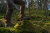 Buty Meskie Harkila Forest Hunter GTX Mid Willow green