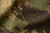 Kurtka-Harkila-Deer-Stalker-Camo-nasaczona-repelentem-Tanatex