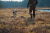 Buty-Meskie-Harkila-Forest-Hunter-Hi-GTX