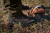 Buty-mysliwskie-Harkila-Atammik-GTX