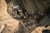 Spodnie-Meskie-Seeland-Chaser-Aero-Camo