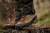 Buty-Meskie-mysliwskie-Harkila-Saxnäs-GTX-Orange