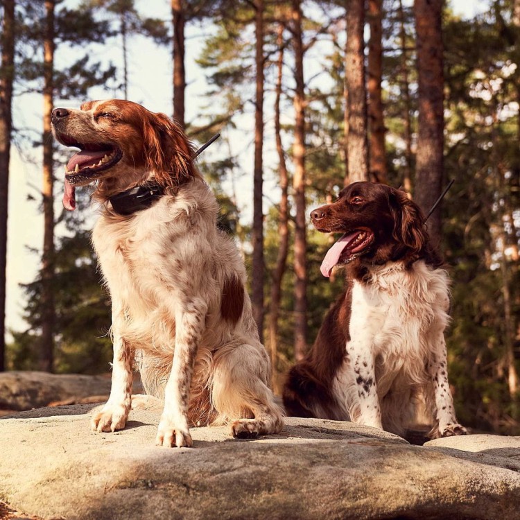 lokalizator-dogtrace-dog-gps-x30b.jpg