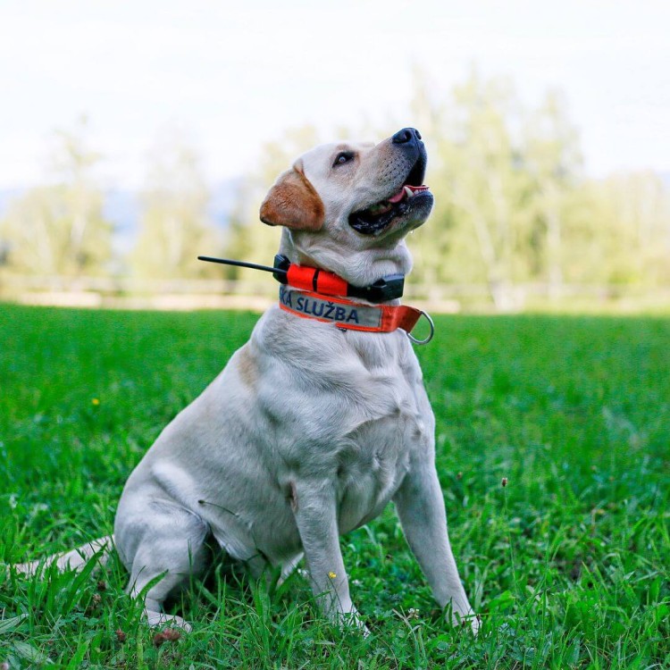 lokalizator-dogtrace-dog-gps-x25.jpg