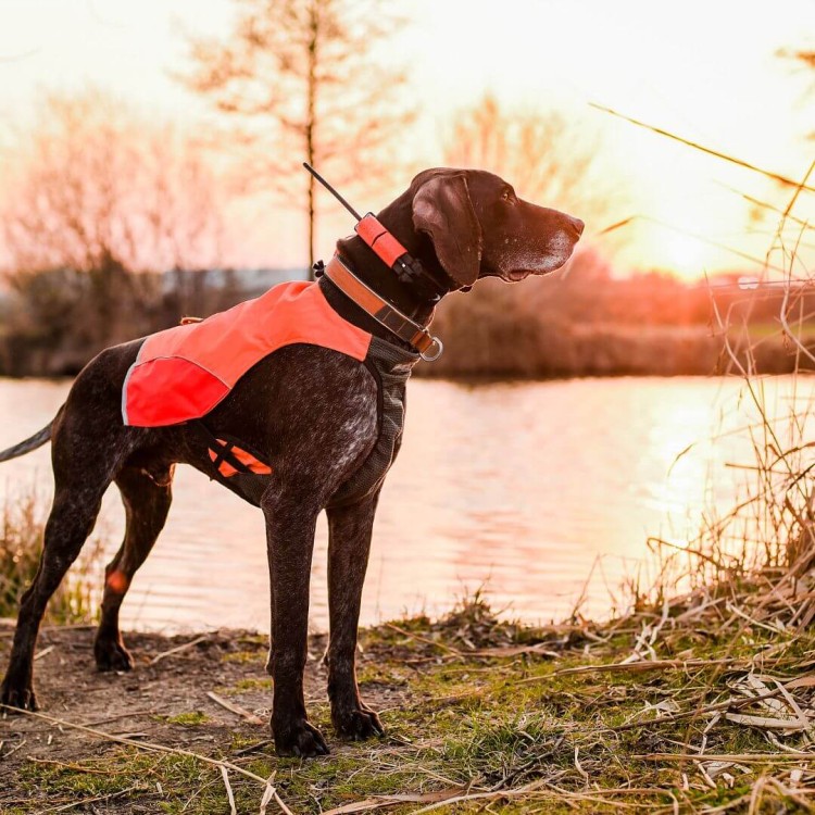 lokalizator-dogtrace-dog-gps-x25.jpg