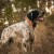 lokalizator-dogtrace-dog-gps-x25b.jpg
