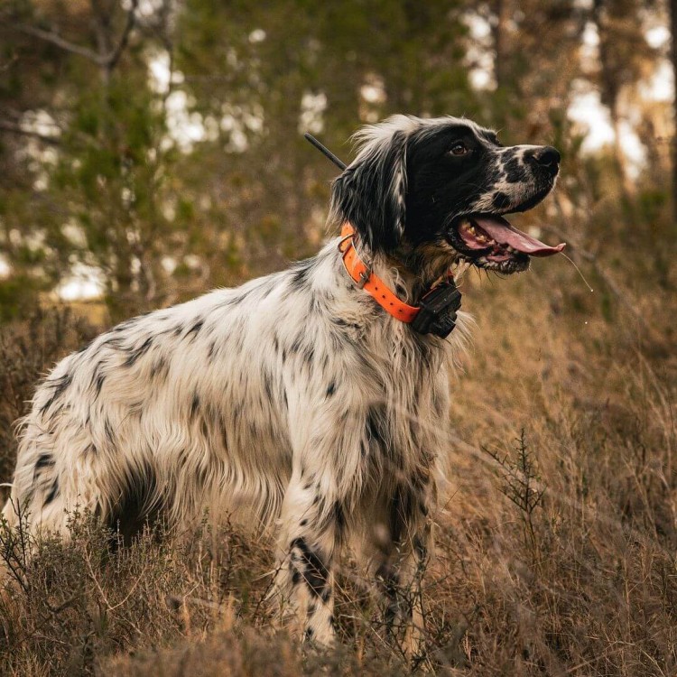 lokalizator-dogtrace-dog-gps-x25b.jpg