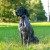 lokalizator-dogtrace-dog-gps-x25b.jpg
