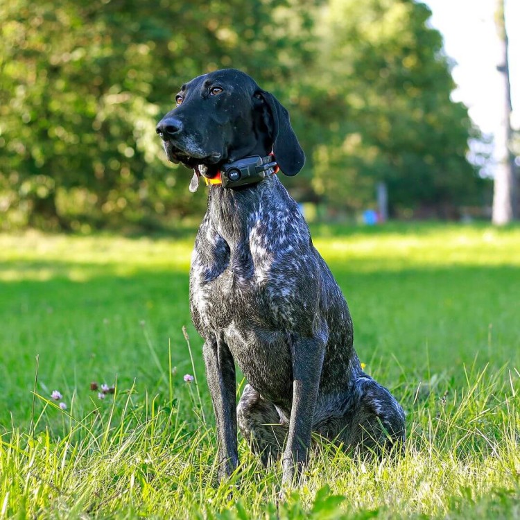 lokalizator-dogtrace-dog-gps-x25b.jpg