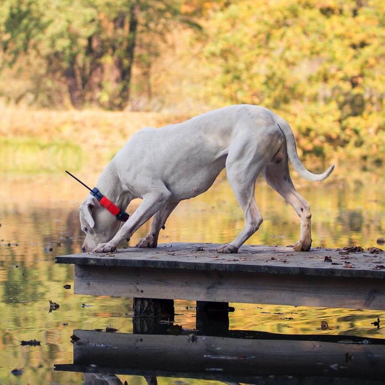 lokalizator-dogtrace-dog-gps-x25t.jpg