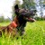 lokalizator-dogtrace-dog-gps-x25tb.jpg