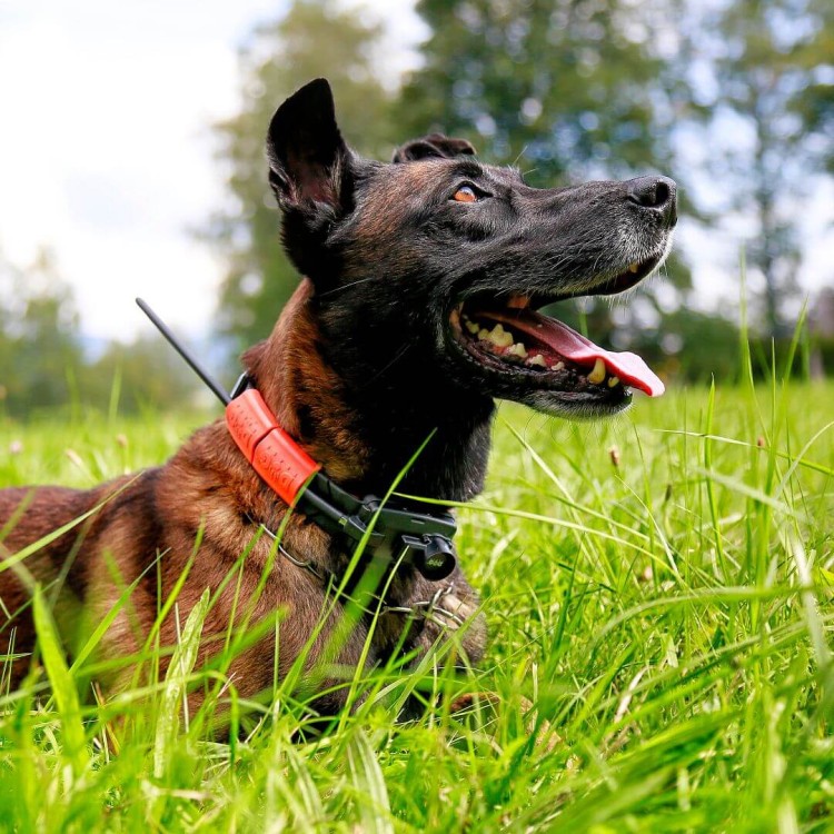 lokalizator-dogtrace-dog-gps-x25tb.jpg