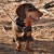 lokalizator-dogtrace-dog-gps-x20.jpg