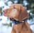 lokalizator-dogtrace-dog-gps-x20.jpg