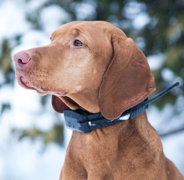 lokalizator-dogtrace-dog-gps-x20.jpg