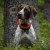 lokalizator-dogtrace-dog-gps-x20.jpg