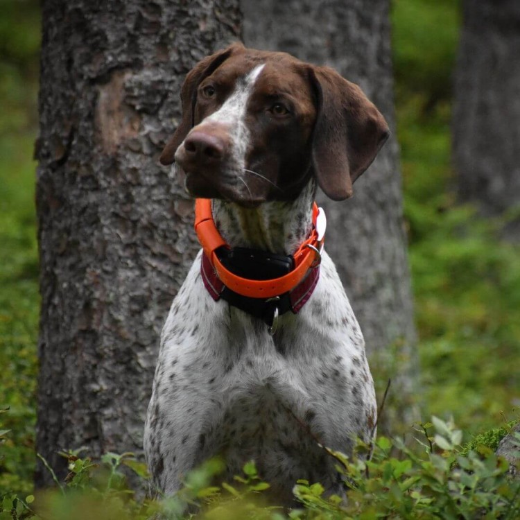 lokalizator-dogtrace-dog-gps-x20.jpg