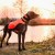 odbiornik-dogtrace-dog-gps-x25-x25-short.jpg
