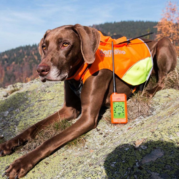 kamizelka-ochronna-dla-psa-dogtrace-dog-gps-m.jpg