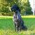 lokalizator-dogtrace-dog-gps-x30b-short.png