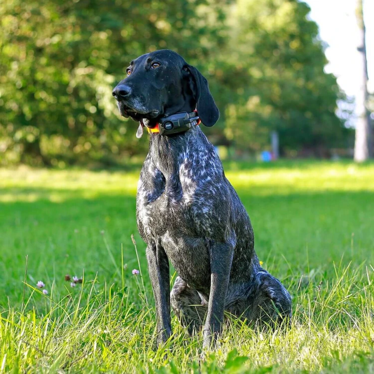 lokalizator-dogtrace-dog-gps-x30b-short.png