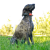 obroza-dla-kolejnego-psa-dogtrace-dog-gps-x30-short.png