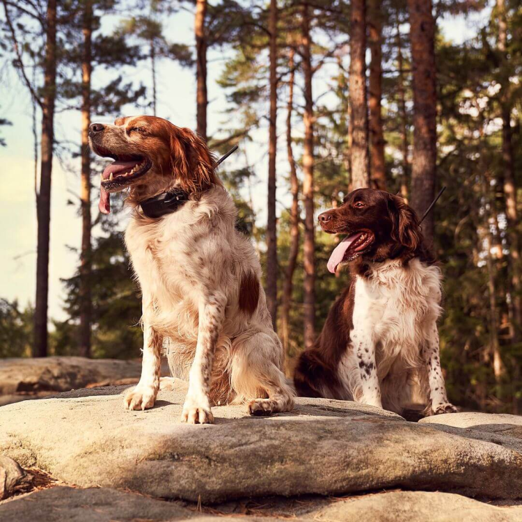 obroza-dla-kolejnego-psa-dogtrace-dog-gps-x25-short.png