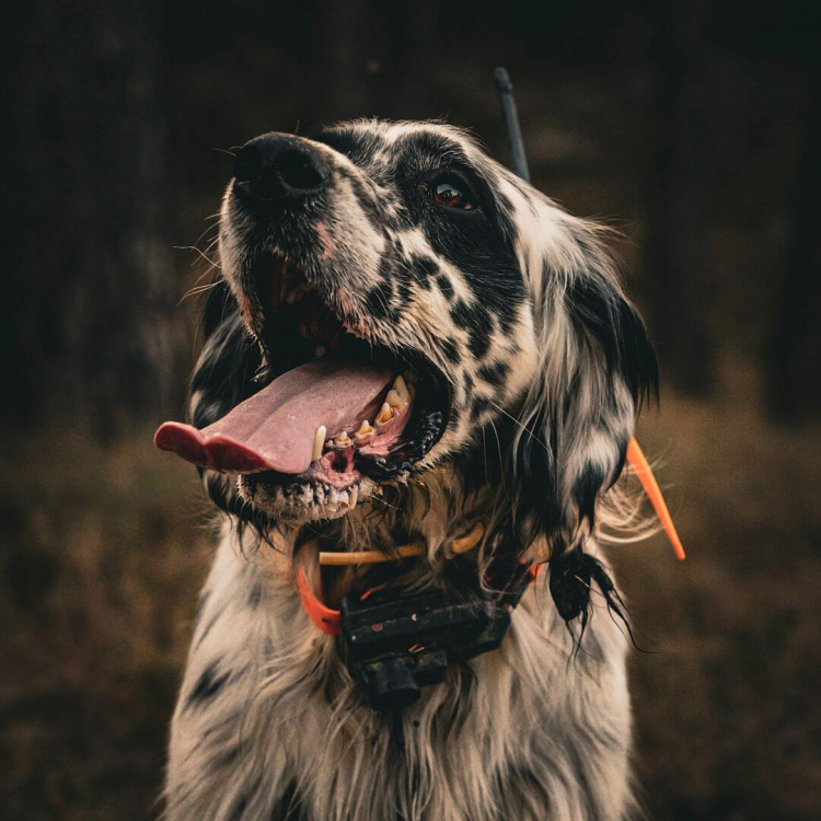obroza-dla-kolejnego-psa-dogtrace-dog-gps-x25tb-short.png
