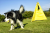 podajnik-pilek-dla-psa-dogtrace-d-balls.png