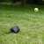 podajnik-pilek-dla-psa-dogtrace-d-ball-up.png