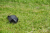 podporka-do-wyrzutnika-pilek-dogtrace-d-ball-up.png