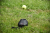 kolki-do-mocowania-wyrzutnika-pilek-dogtrace-d-ball-up.png